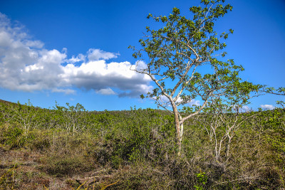 The pathways around Darwin's Lake in the Galapagos