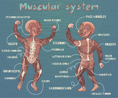 儿童人体肌肉系统矢量卡通插图