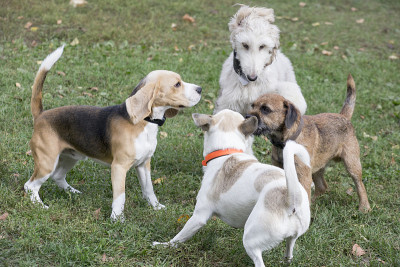 英国小猎犬小狗，阿富汗猎犬小狗，边境小猎犬小狗和杂种狗在秋天的公园里玩耍。宠物的动物。
