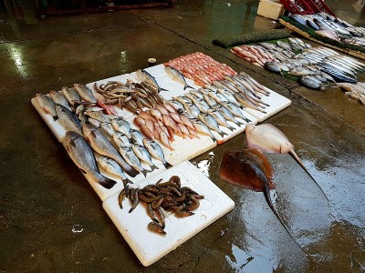 加沙的海鲜