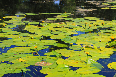 黄水花(Nuphar Lutea)