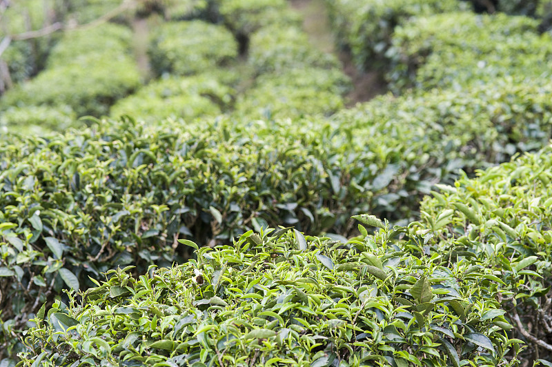 茶园