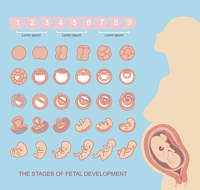 胎儿发育阶段