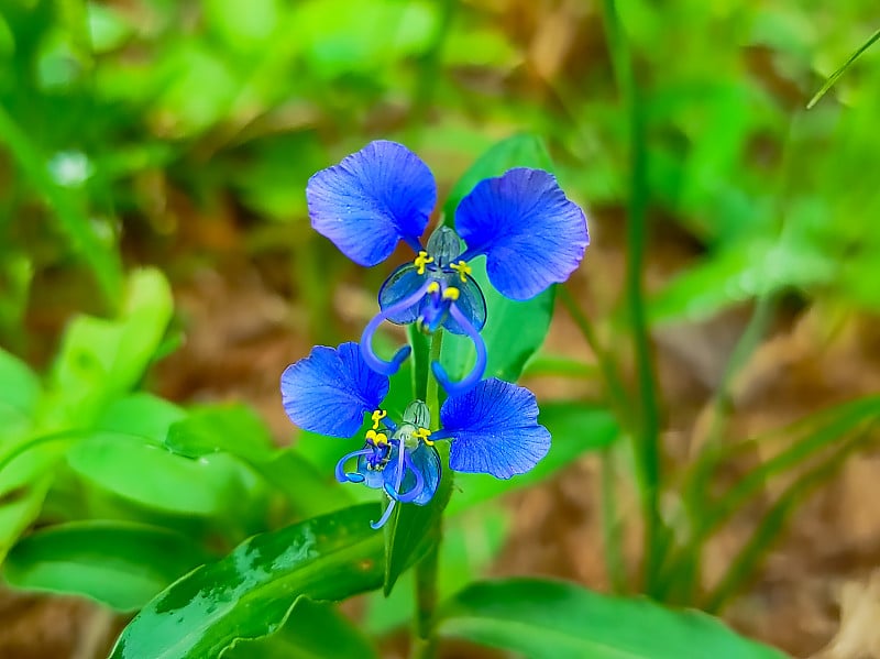 特写镜头坎查特花植物背景模糊