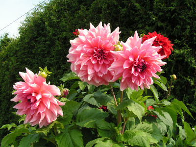 鲜花
