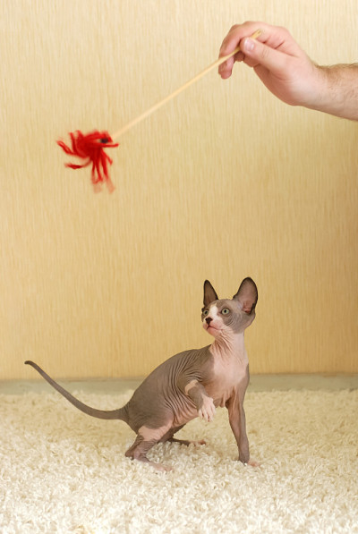 光猫Sphynx