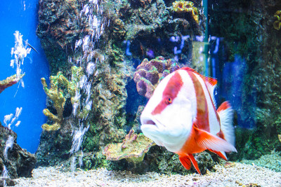 粉蓝色的