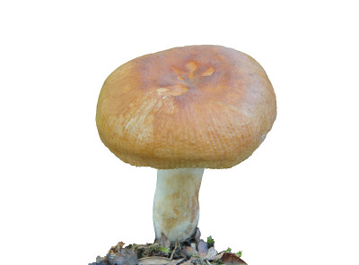 食用菌
