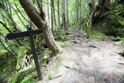 森林里的路标