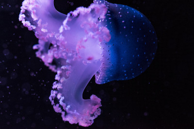 海蜇的观点