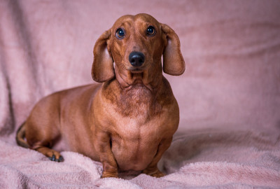 达克斯猎犬