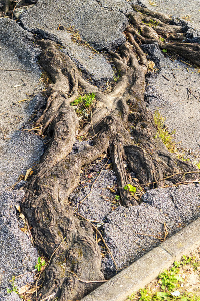 树根和破碎的沥青路面