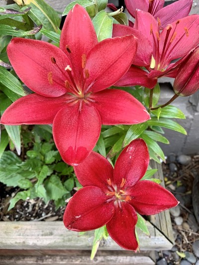 百合停电花