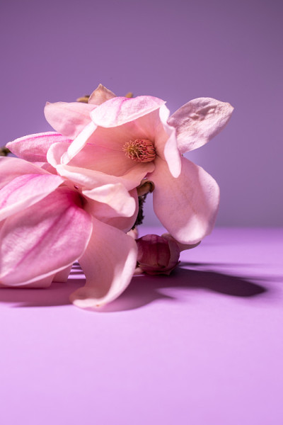 粉红色木兰的花枝，背景为淡紫色