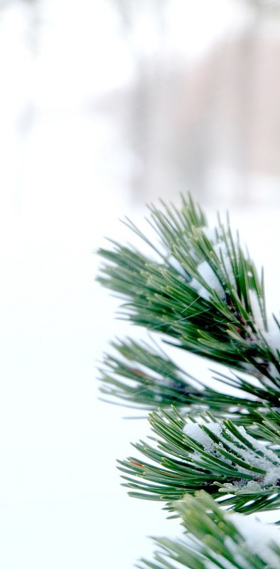 松树在雪地里