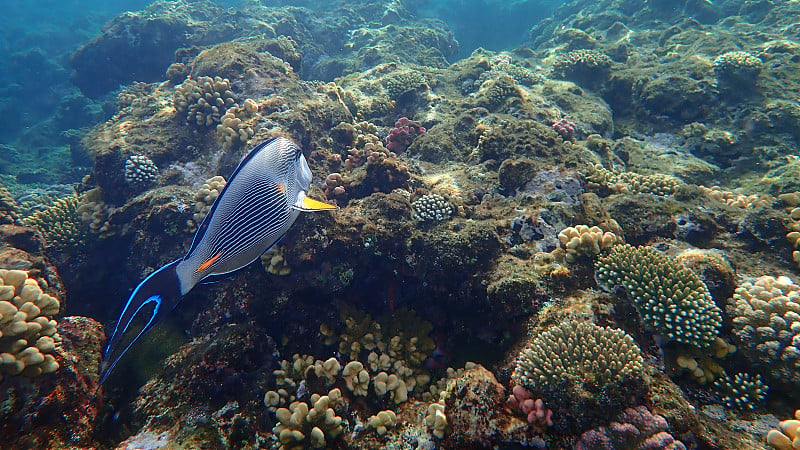 海底刺尾鱼或阿拉伯刺尾鱼(刺尾鱼)