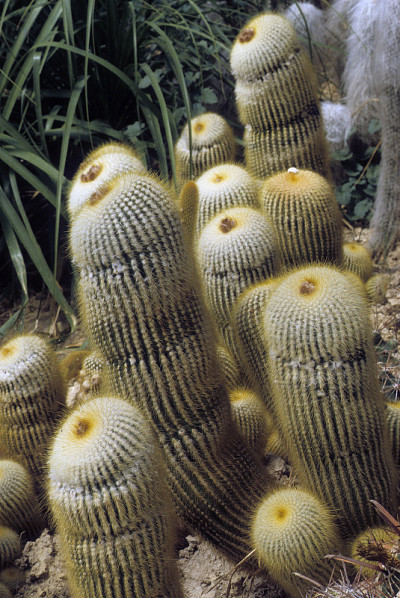红色王冠仙人掌