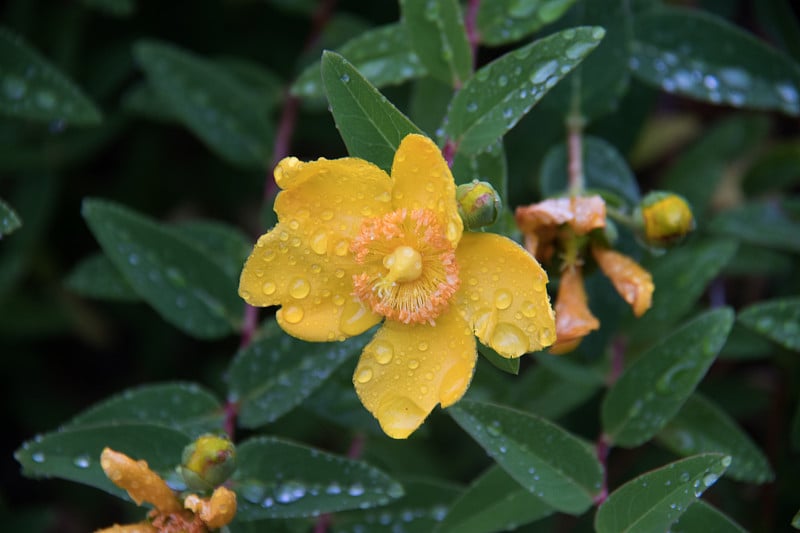 圣约翰的黄花在雨中盛开