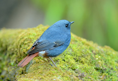 雄性红尾鸲(Rhyacornis fuliginosa)