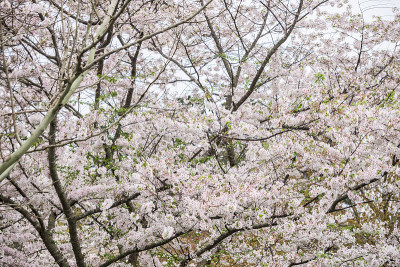 吉野樱花盛开