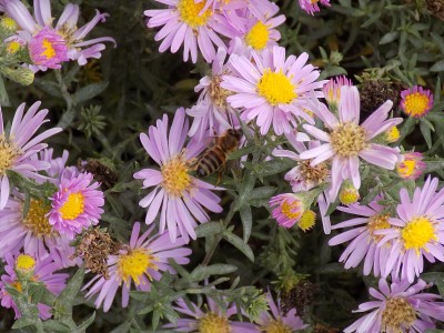 花坛中的欧洲米迦勒菊