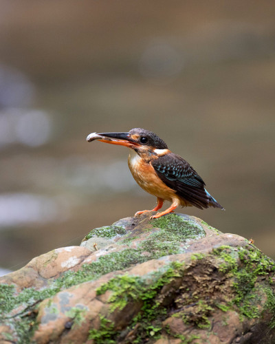 鸟:成年雌翠鸟(Alcedo euryzona)，角度视图，侧面拍摄，站在岩石上，嘴里叼着猎物，在洞