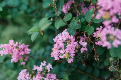 紫薇花在夏天盛开