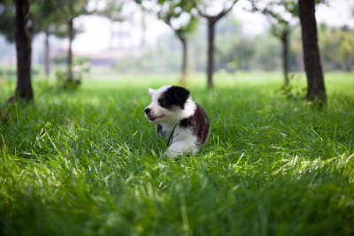 边境牧羊犬的小狗