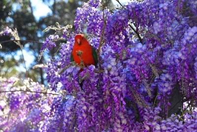 Wisteria的雄性王鹦鹉