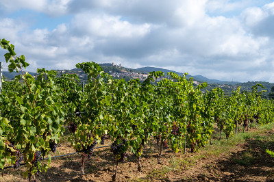 法国南部普罗旺斯地区格里莫附近的普罗旺斯cote de Provence，成排成熟的酿酒葡萄