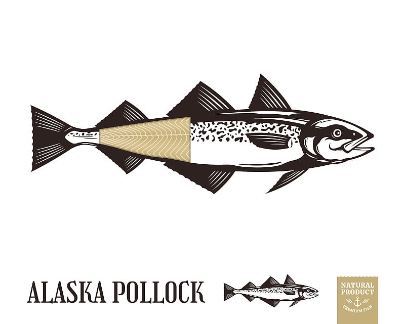 Vector Alaska pollock illustration