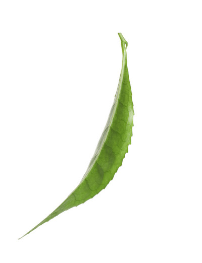茶树的绿叶分离在白色上