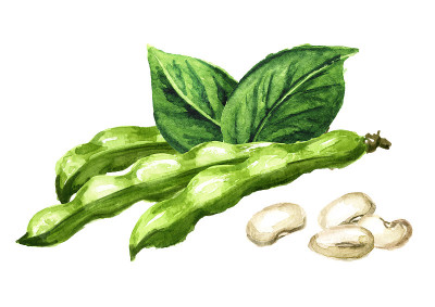 一堆白色的带荚和绿叶的芸豆。手绘水彩插图孤立的白色背景