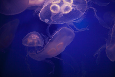 水母