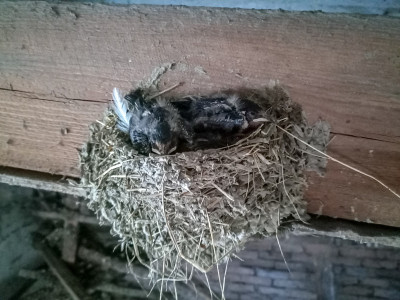 小屋屋顶的椽子上有燕子和小鸡的窝。