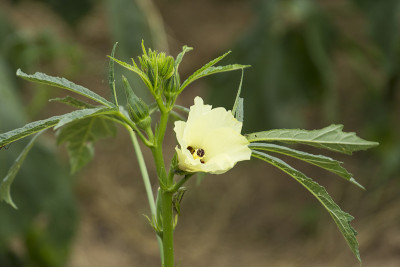 在农场种植秋葵蔬菜