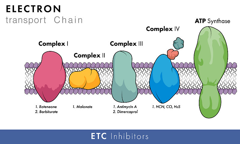 参与氧化磷酸化的线粒体电子传递链的抑制剂