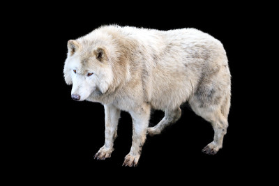 犬狼疮分离上黑色