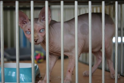 sphynx猫