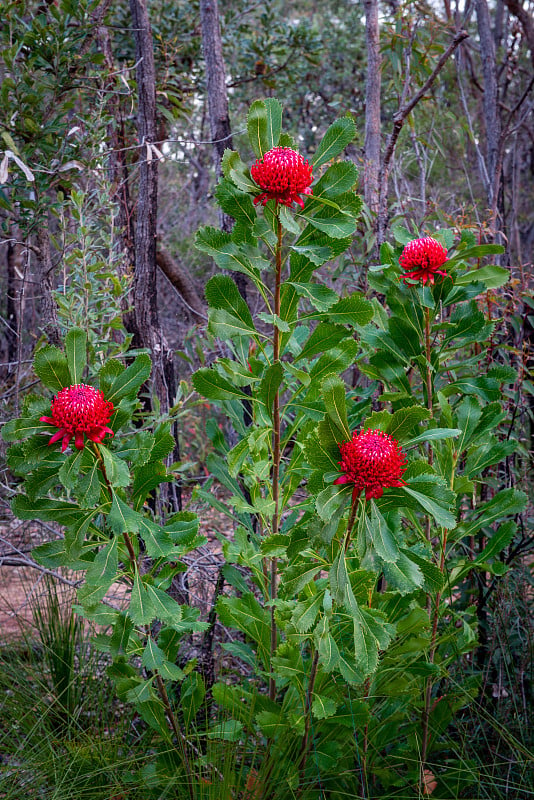 澳大利亚新南威尔士州的Waratah Flowers