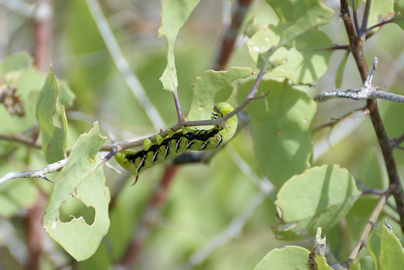 一只女贞鹰蛾毛虫(Sphinx ligustri)正在一棵树上觅食，Espanola岛，加拉帕戈斯群