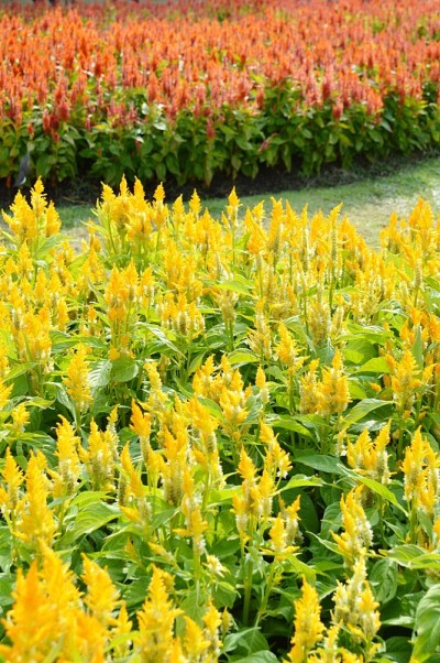 天然花园中的青葙花