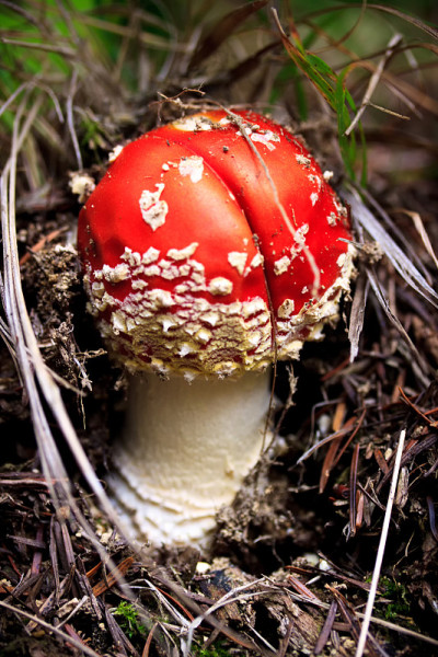 飞鹅膏菌