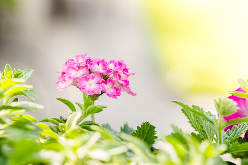 美丽的粉红色树篱花，马缨丹，马缨丹