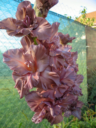 花园后院剑兰花