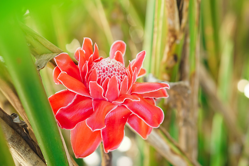 热带花姜红(姜科)