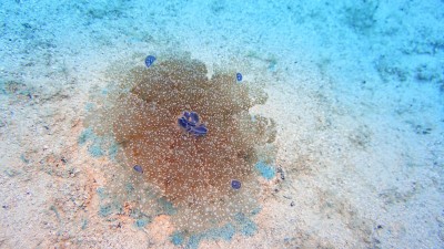 仙后座倒立水母，海洋生物