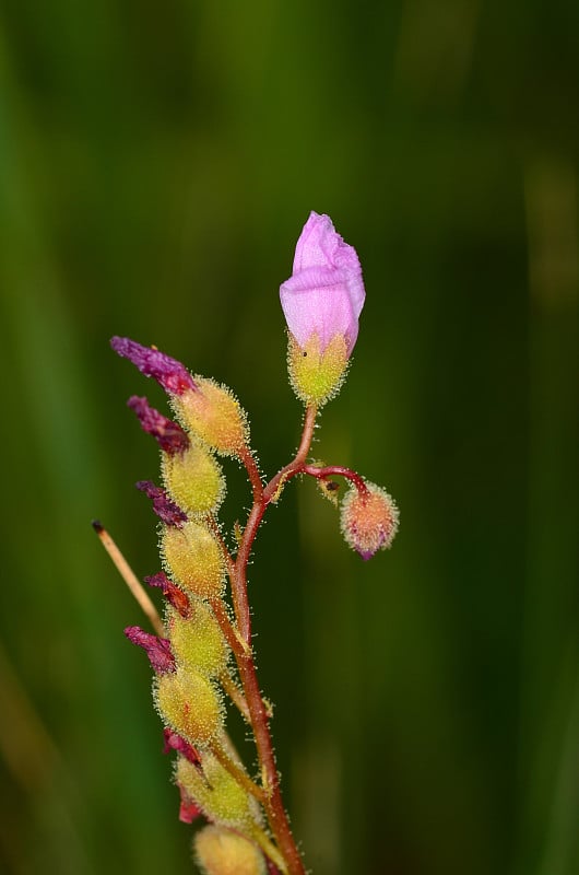 茅膏菜的花茎具顶花开放