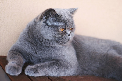 特写的异国情调短毛猫