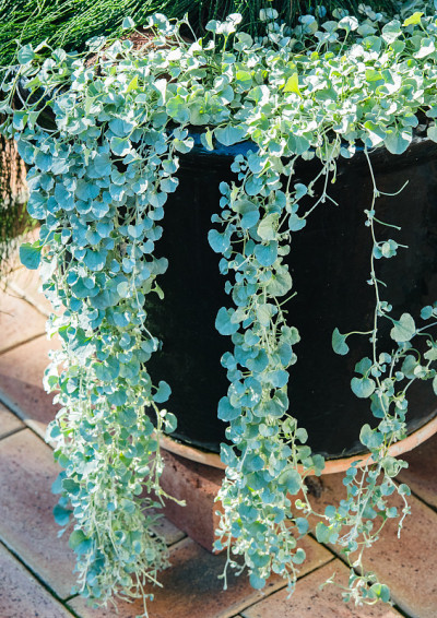 Dichondra Silver Falls跌落在一个黑色的罐子上，落在铺着砖的地上